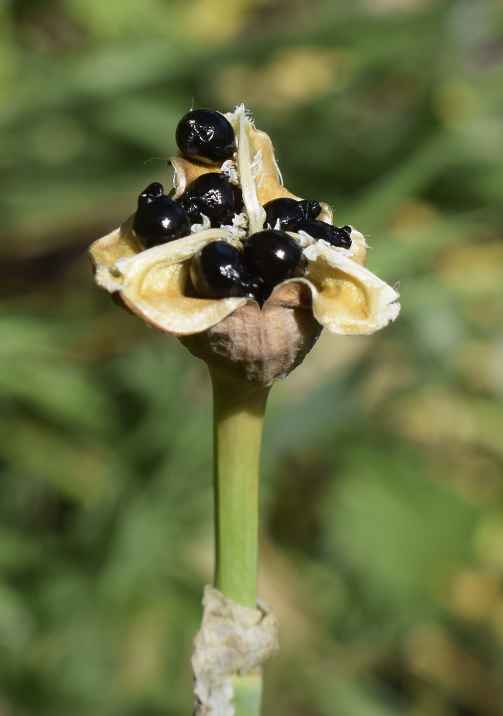 Изображение особи Narcissus moschatus ssp. moleroi.