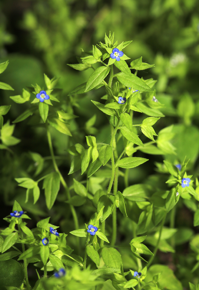 Image of Veronica biloba specimen.