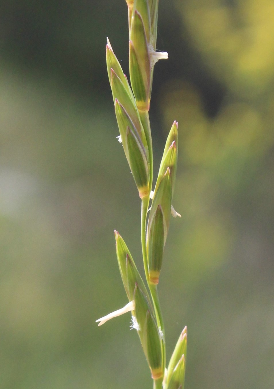 Изображение особи Elytrigia lolioides.