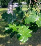 Quercus robur. Верхушка плодоносящей веточки с жуком - Coccinellidae. Пермский край, г. Пермь, Ленинский р-н, городская эспланада, сквер, в озеленении. 06.07.2020.