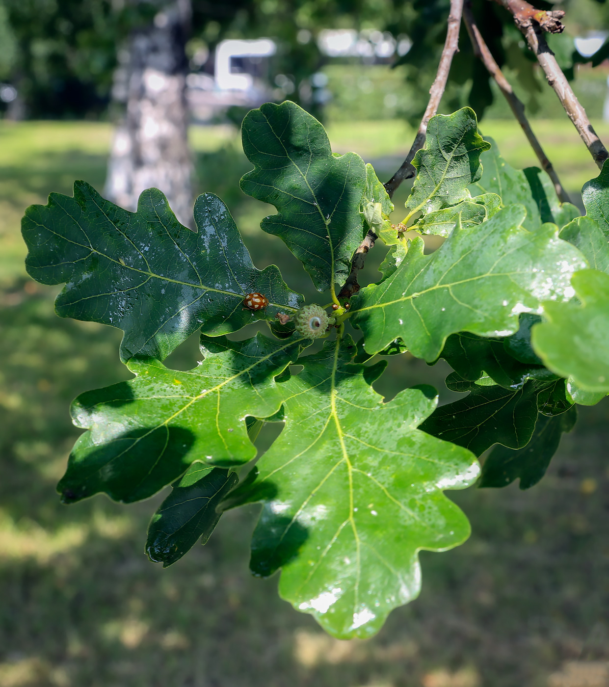 Изображение особи Quercus robur.