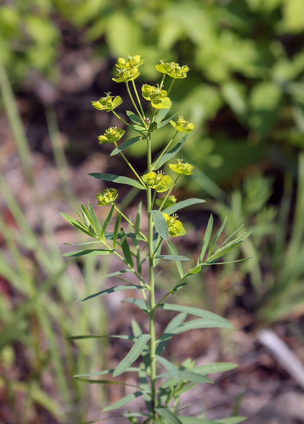 Image of Euphorbia virgata specimen.