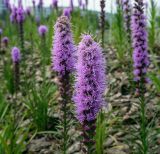 Liatris spicata. Соцветие. Пермский край, г. Пермь, Ленинский р-н, эспланада, клумба. 24.07.2020.