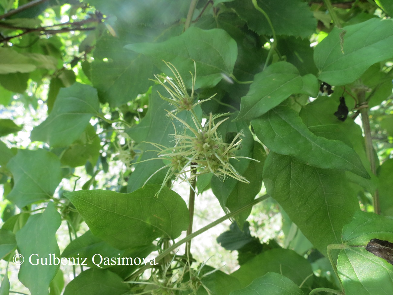 Image of Clematis vitalba specimen.