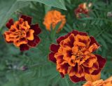 Tagetes patula