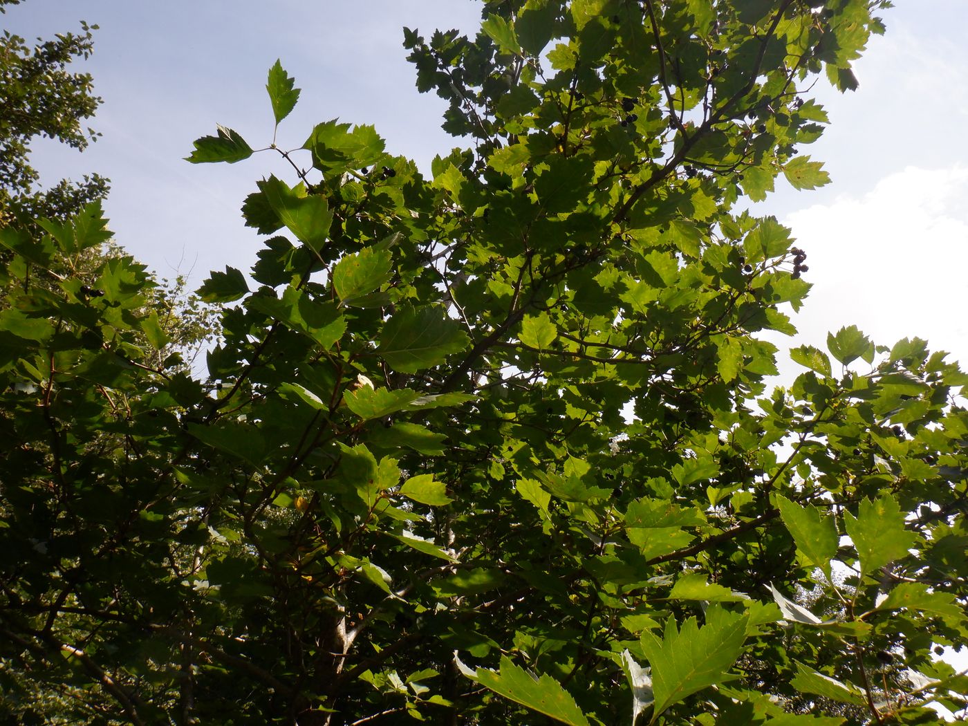 Изображение особи род Crataegus.