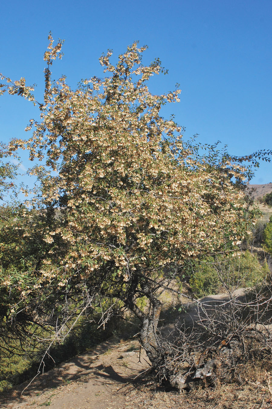 Image of Acer semenovii specimen.