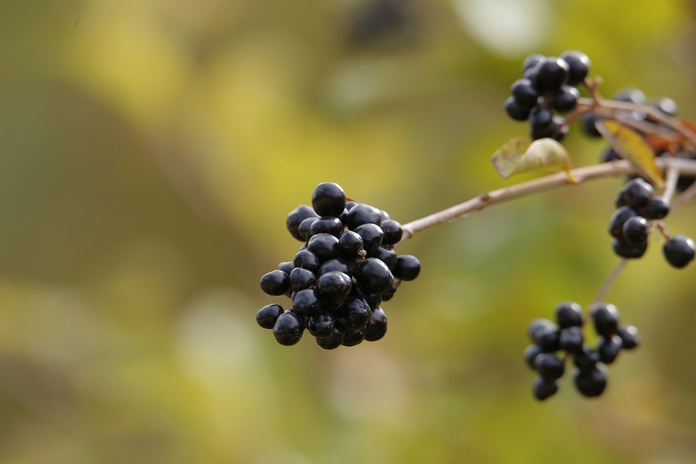 Image of Ligustrum vulgare specimen.