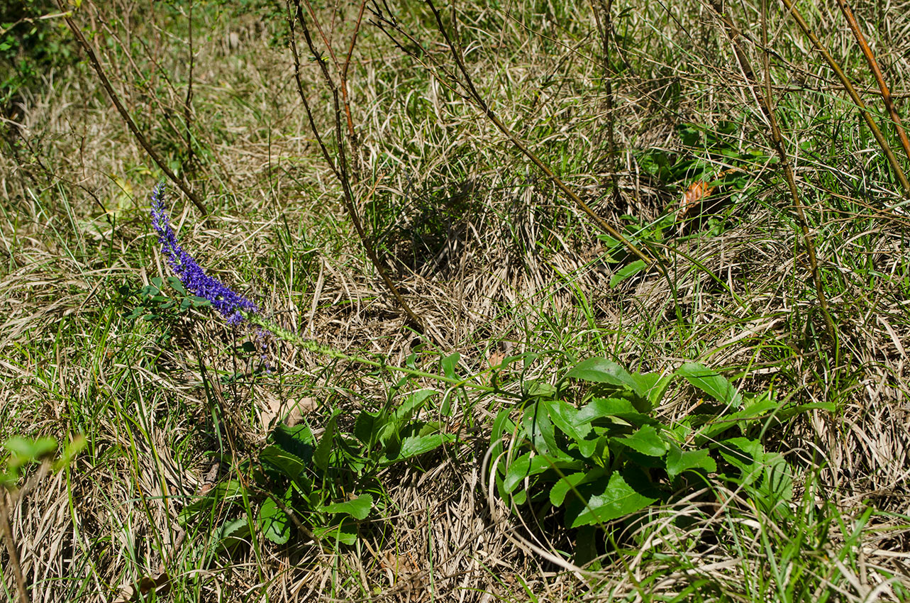 Image of Veronica spicata ssp. bashkiriensis specimen.