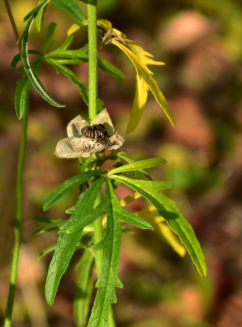 Изображение особи Malva moschata.