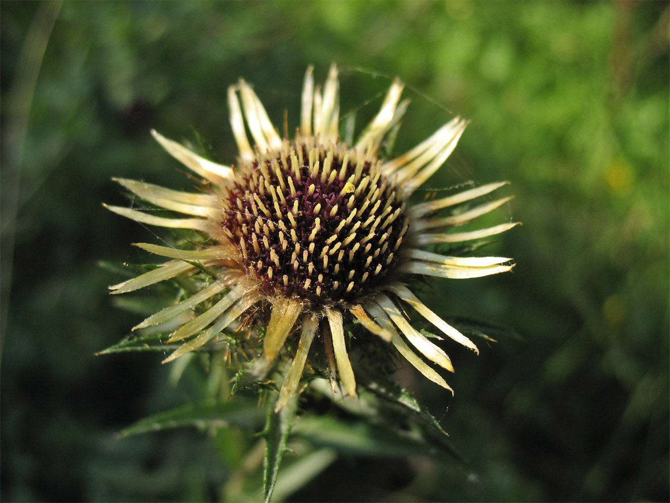 Изображение особи Carlina intermedia.