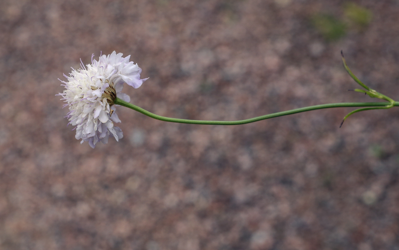 Изображение особи Cephalaria transsylvanica.