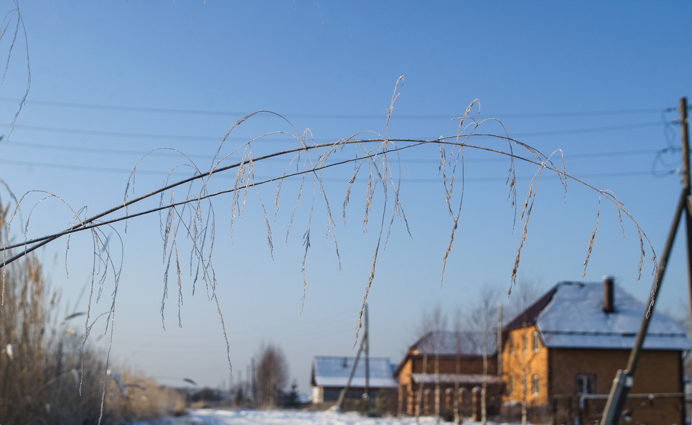 Image of Deschampsia cespitosa specimen.