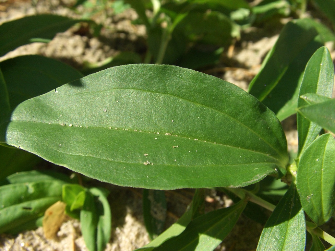 Image of Saponaria officinalis f. pleniflora specimen.