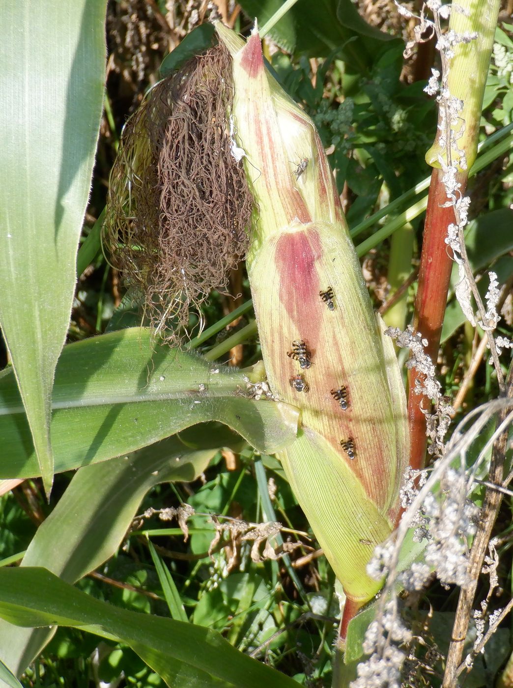 Изображение особи Zea mays.