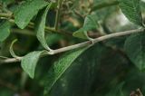 Buddleja davidii