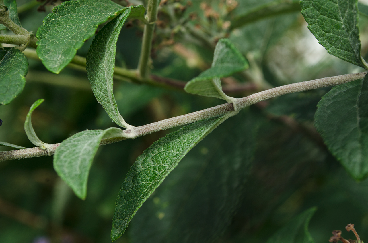 Image of Buddleja davidii specimen.