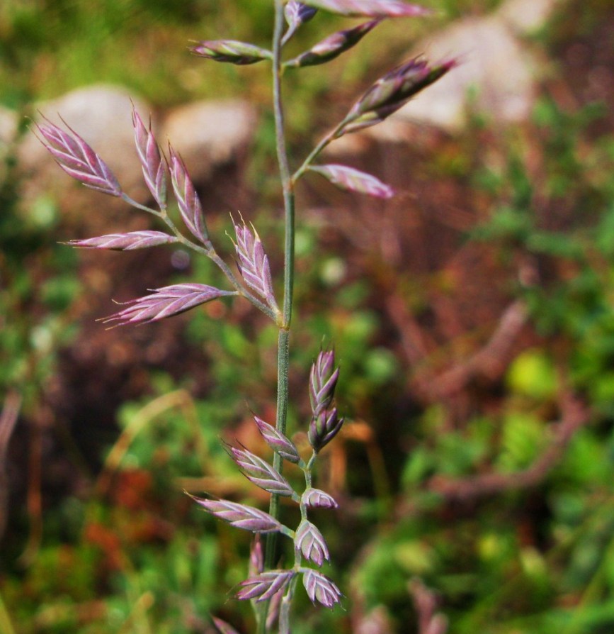 Изображение особи Festuca sphagnicola.