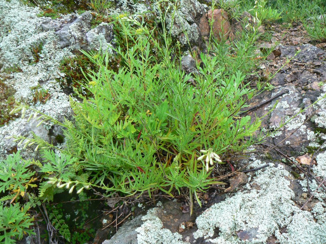 Image of Silene foliosa specimen.