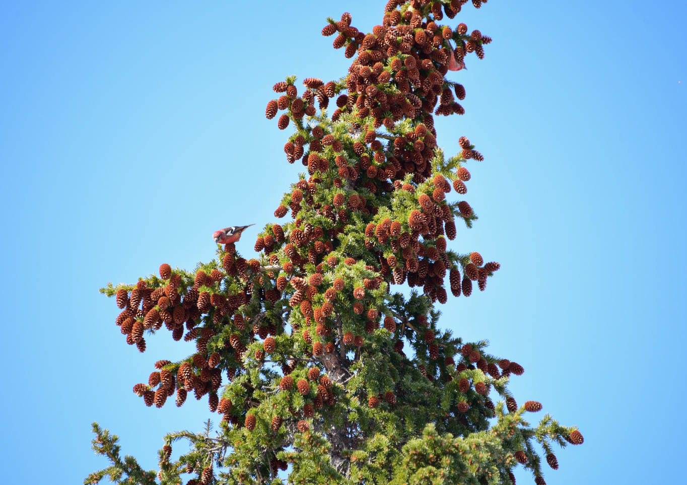 Изображение особи Picea obovata.