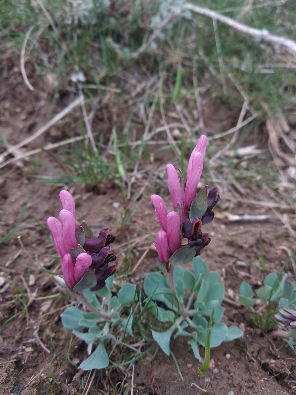 Image of Corydalis ledebouriana specimen.