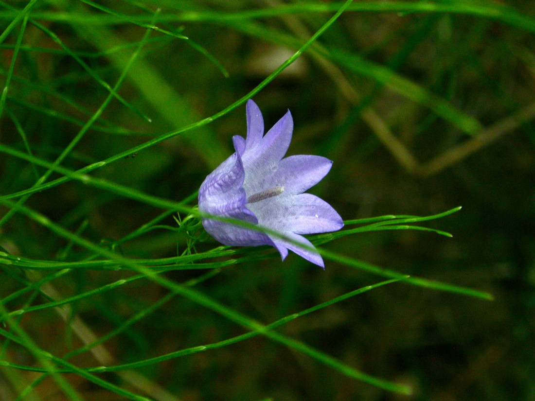 Image of Campanula rotundifolia specimen.