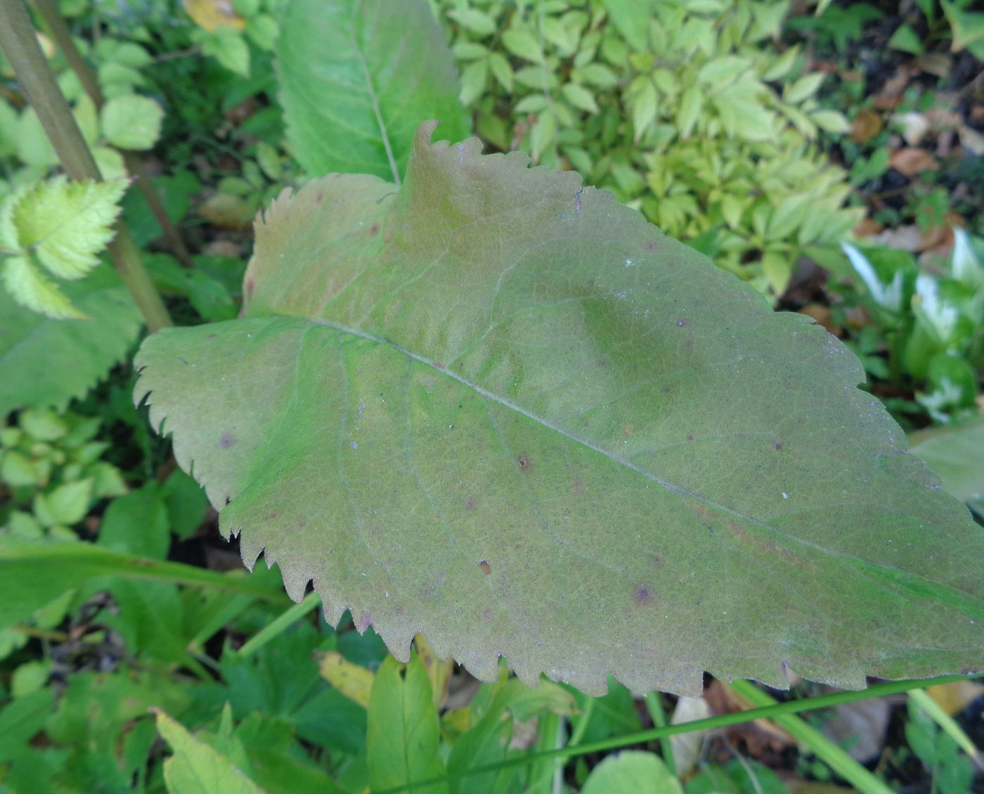 Image of familia Asteraceae specimen.