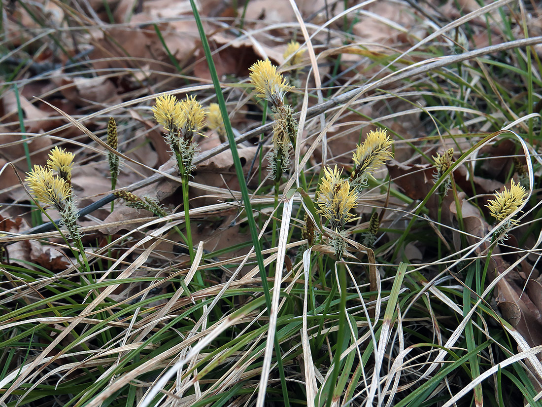 Изображение особи Carex ericetorum.