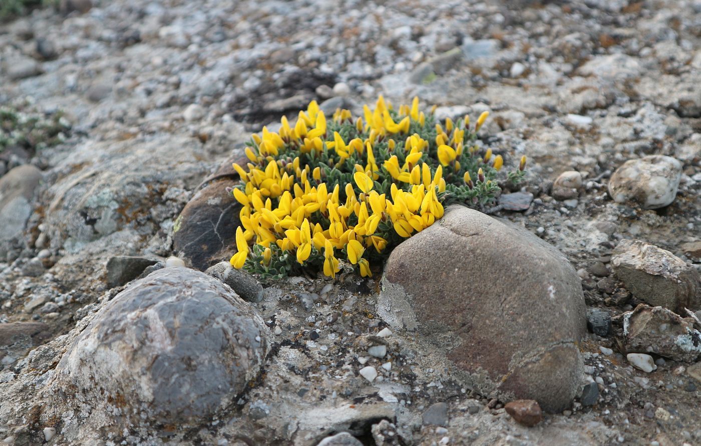 Image of genus Genista specimen.