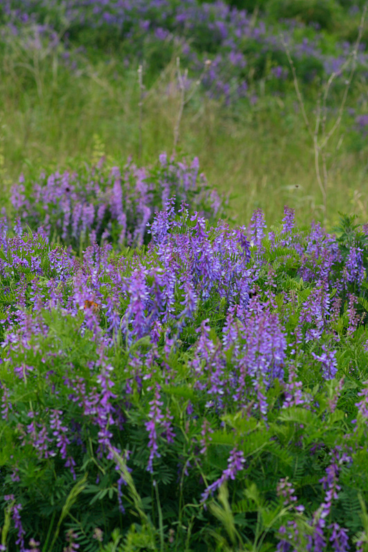 Image of Vicia cracca specimen.