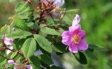 Rosa acicularis