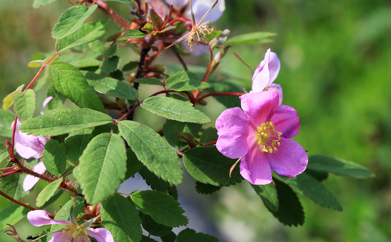 Изображение особи Rosa acicularis.