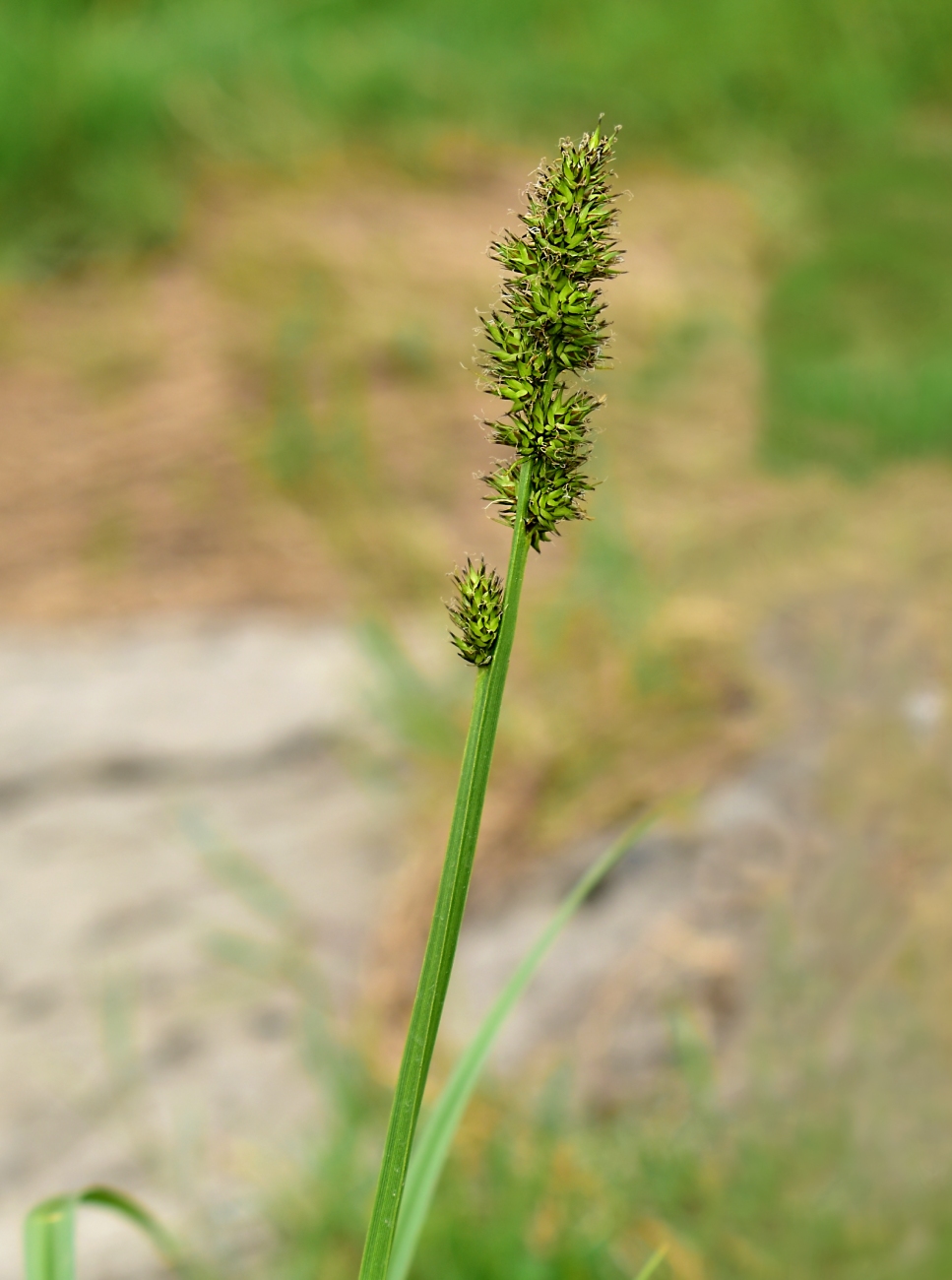 Изображение особи Carex vulpina.