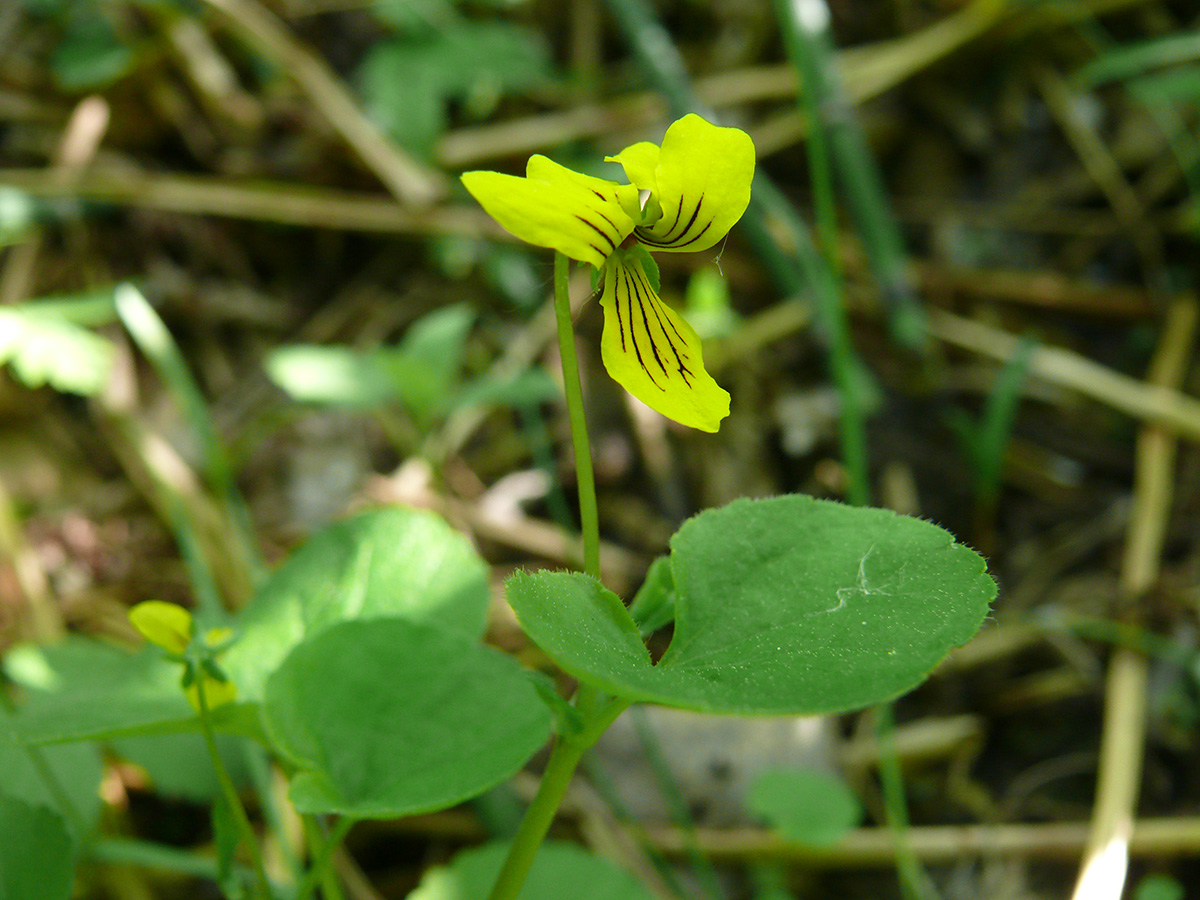 Image of Viola biflora specimen.