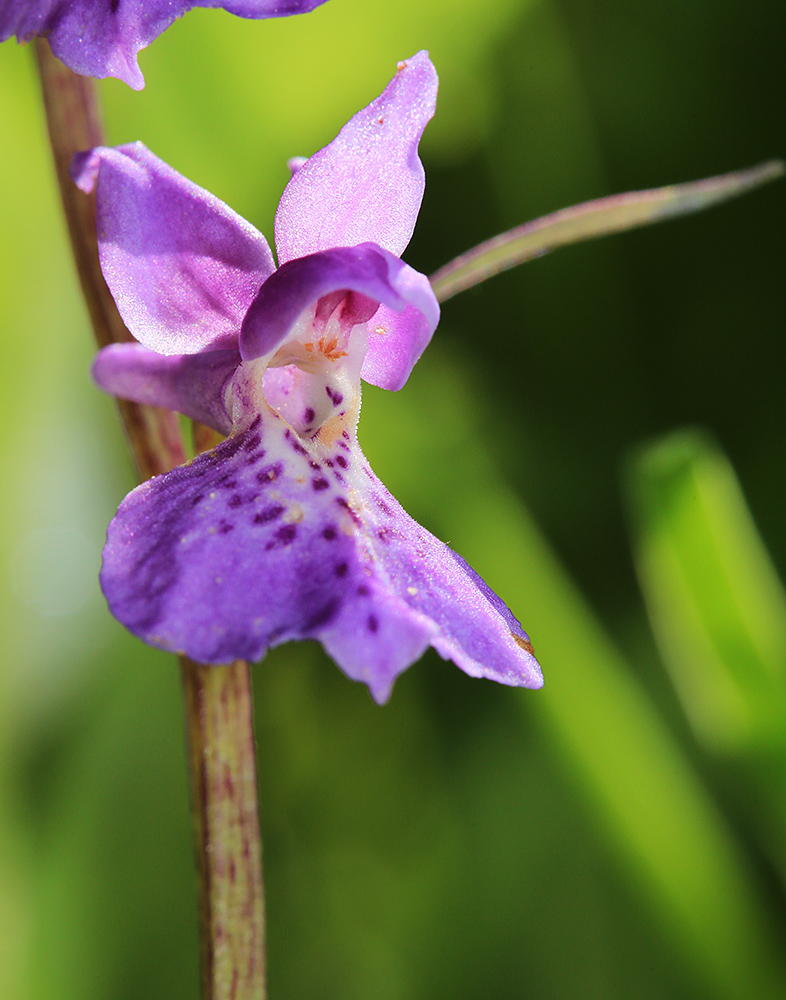 Изображение особи Ponerorchis chusua.