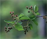 Amelanchier spicata