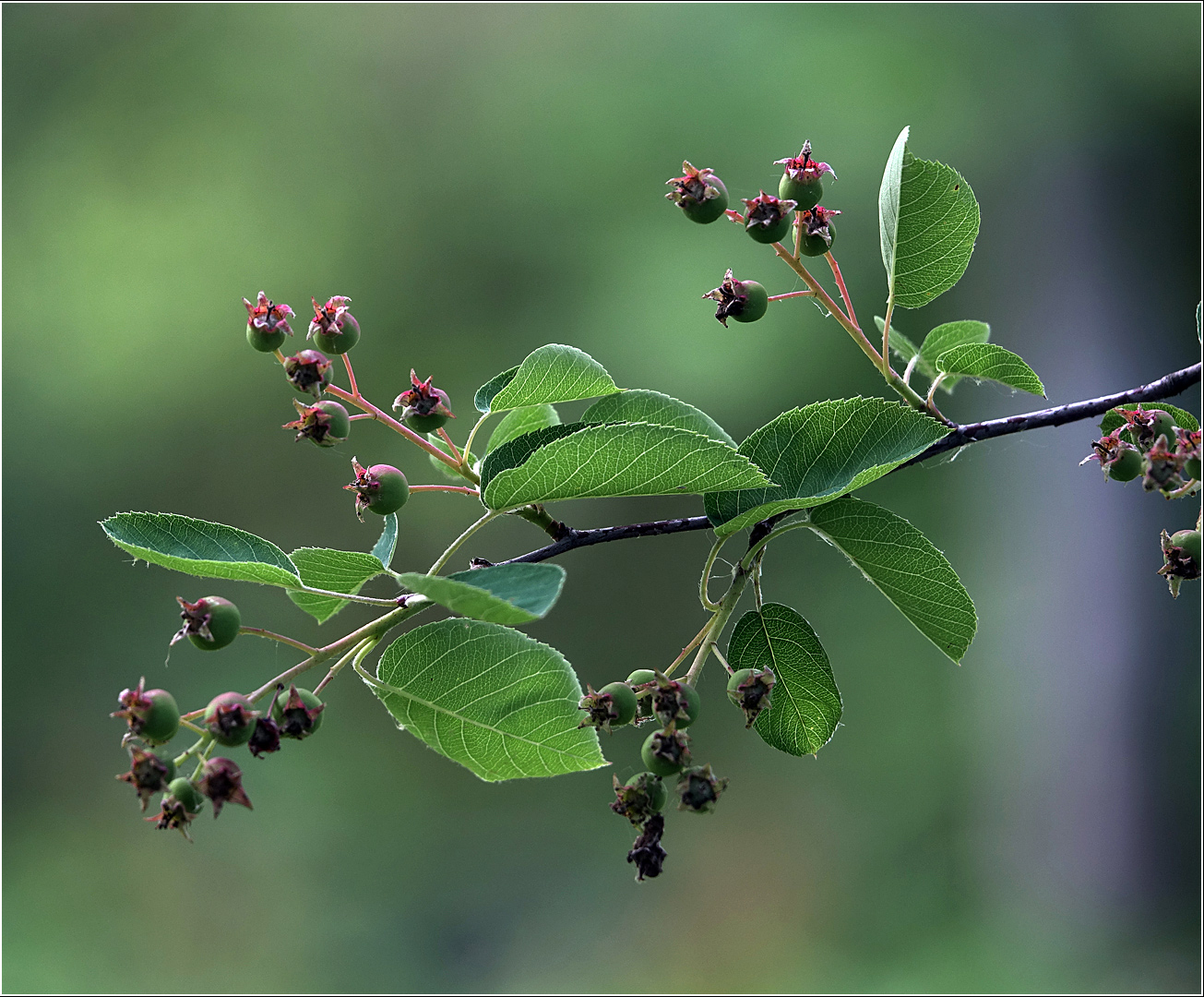 Image of Amelanchier spicata specimen.