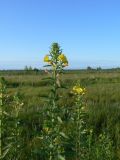 Oenothera biennis