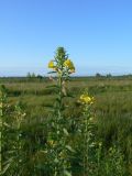 Oenothera villosa. Верхушки цветущих растений. Хабаровский край, р-н им. Лазо, начало Оборской ветки (у поворота Владивостокского шоссе на пос. Сита). 25.07.2009.