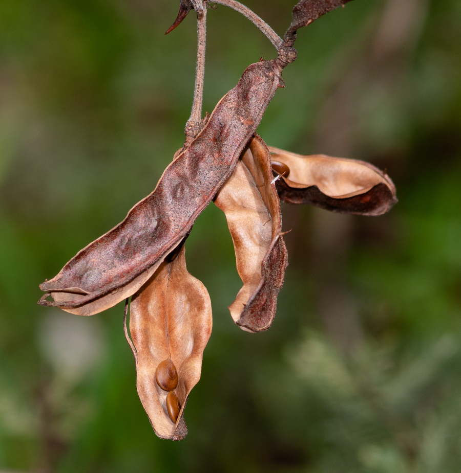 Image of Mimosa aculeaticarpa specimen.