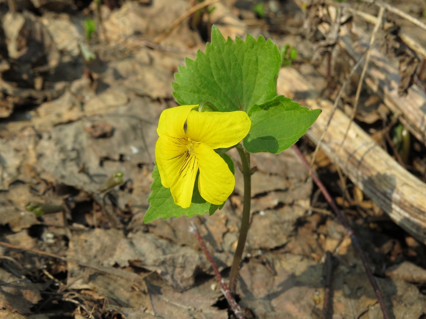 Image of Viola uniflora specimen.