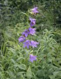 Campanula trachelium