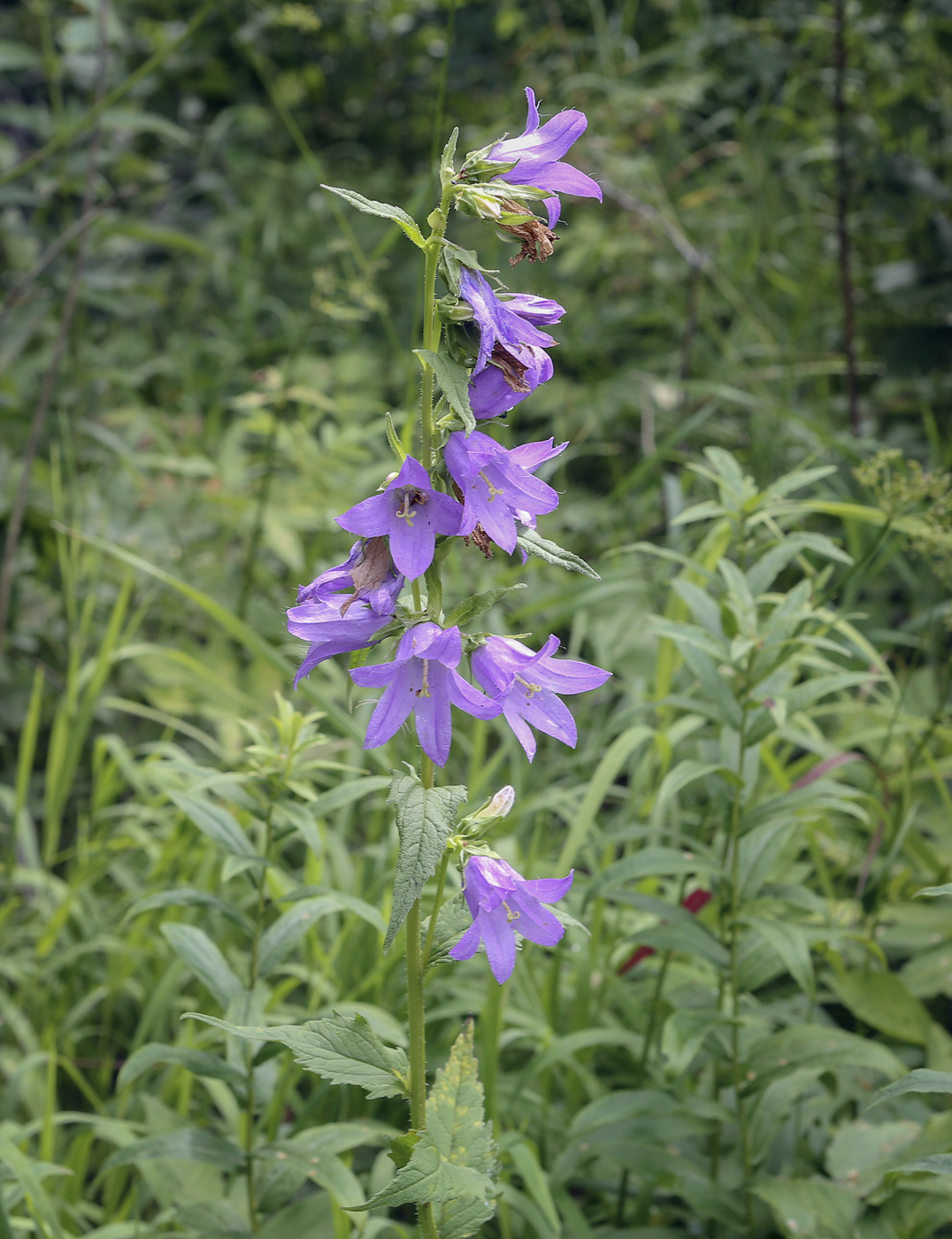 Изображение особи Campanula trachelium.