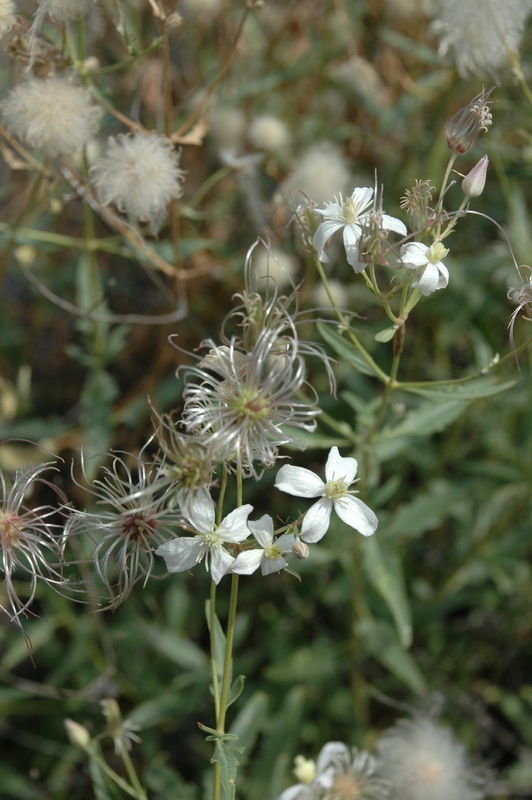 Изображение особи Clematis songorica.