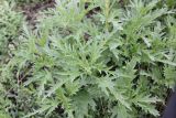 Urtica cannabina