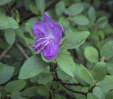 Rhododendron dauricum
