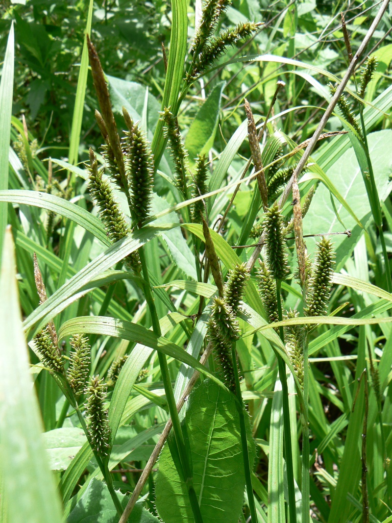 Image of genus Carex specimen.