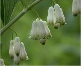 Polygonatum multiflorum