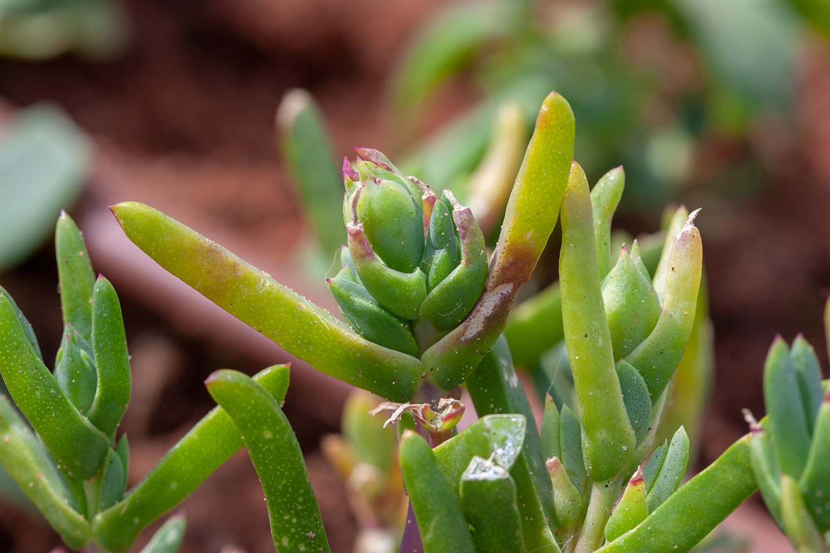 Изображение особи семейство Aizoaceae.