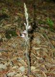 Limodorum abortivum. Цветущее растение. Азербайджан, Ленкоранский р-н, Гирканский лес. 11.04.2010.